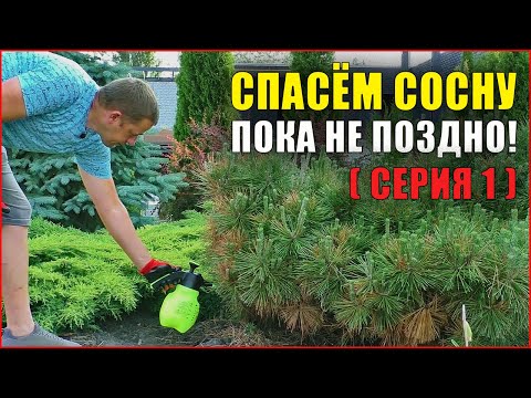 (Часть1) Сосна желтеет, что делать? Фузариоз сосны! Болезни хвойных растений.