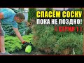 Сосна желтеет, что делать? Фузариоз сосны! Болезни хвойных растений.