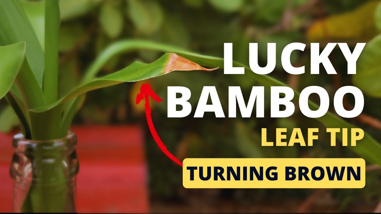 Lucky Bamboo Leaf Tips Turning Brown Unhealthy Lucky Bamboo YouTube Lucky Bamboo Leaf Tips Turning Brown Unhealthy Lucky Bamboo YouTube
