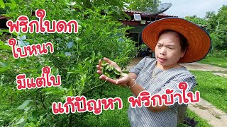 แก้ปัญหา พริกบ้าใบ ใบดก ใบหนา มีแต่ใบ ด้วยวิธีง่ายๆ ใครก็ทำได้