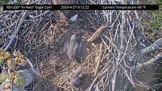 NDLEEF Bald Eagle Cam 27.04.2024 09:05