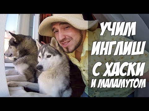 Собаки учат английский язык | Хаски смотрит телевизор