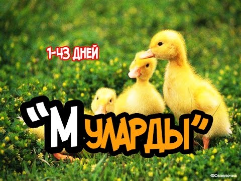 Муларды Утки Фото Описание Породы Характеристика