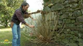 Potatura delle ortensie