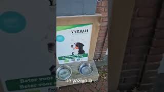 O Ney Lan Yarrah Ayıp Ama