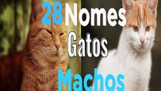 Sugestões de 28 Nomes para Gatos Machos  |