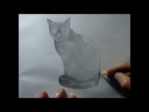 Como desenhar um Gato PASSO A PASSO narrado 