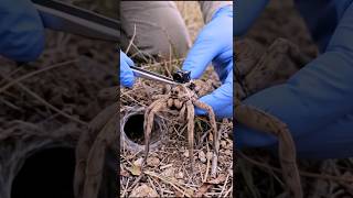 POV: I Mounted a Camera on a Wolf Spider 🕷️ | Exploring Its Hidden Underground Colony