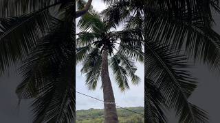Kokan #village #travel #kokan #graminkokan #devgad
