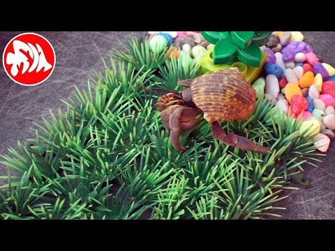 Rumah Baru Kelomang | FAUNA KITA