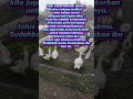 Cinta Ibu. dan Entoku juga #ternakunggas #entok #duck #cinta #ibu #viral