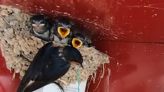 屋檐下生活的成千上万的燕子  Thousands of swallows living under the eaves