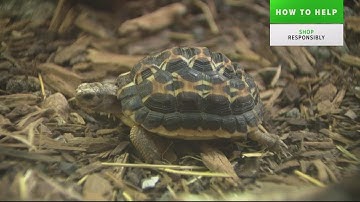 Environment Matters: National Endangered Species Day