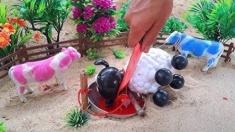 Wadidau Proses Potong Sapi Kurban, simulasi potong sapi qurban idul Adha