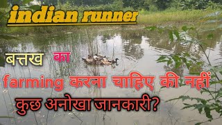 indian runner duck farming full details ! इंडियन रनर बत्तख की पूरी जानकारी!!indian runner in india