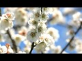【作業用BGM】人生に疲れた人へ。リラックスピアノ曲集(１時間)