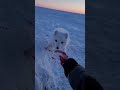 Hesitant Arctic Fox Finally Eats Fish From Hand