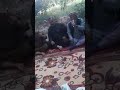 شوف شيخ لعب جوله خوان لا تنسوانا بعازه دعمكم الايك وشتراك فديتكم mp3