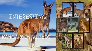 8 Reasons Why Kangaroos Are Nature's Most Badass Animal!