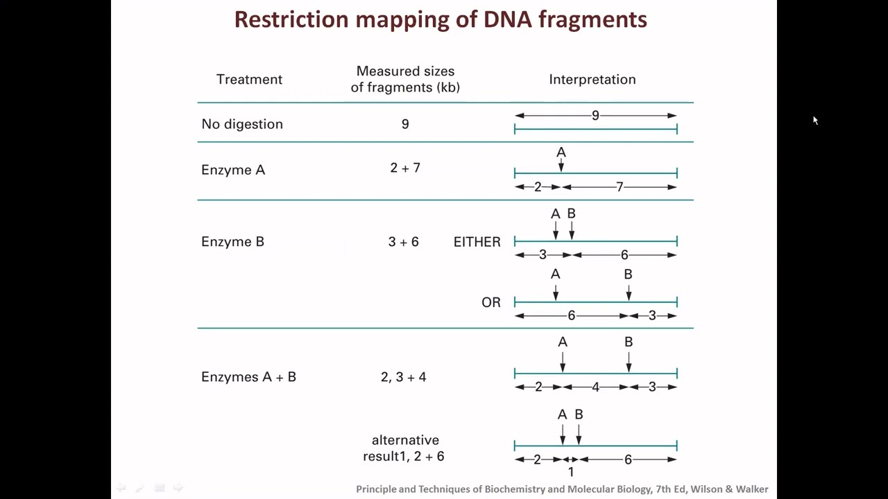 Chromosome Mapping   