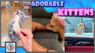 Adorable fluffy kittens, to make your day happy! Comment your favorite! #017 Subscribe for more!