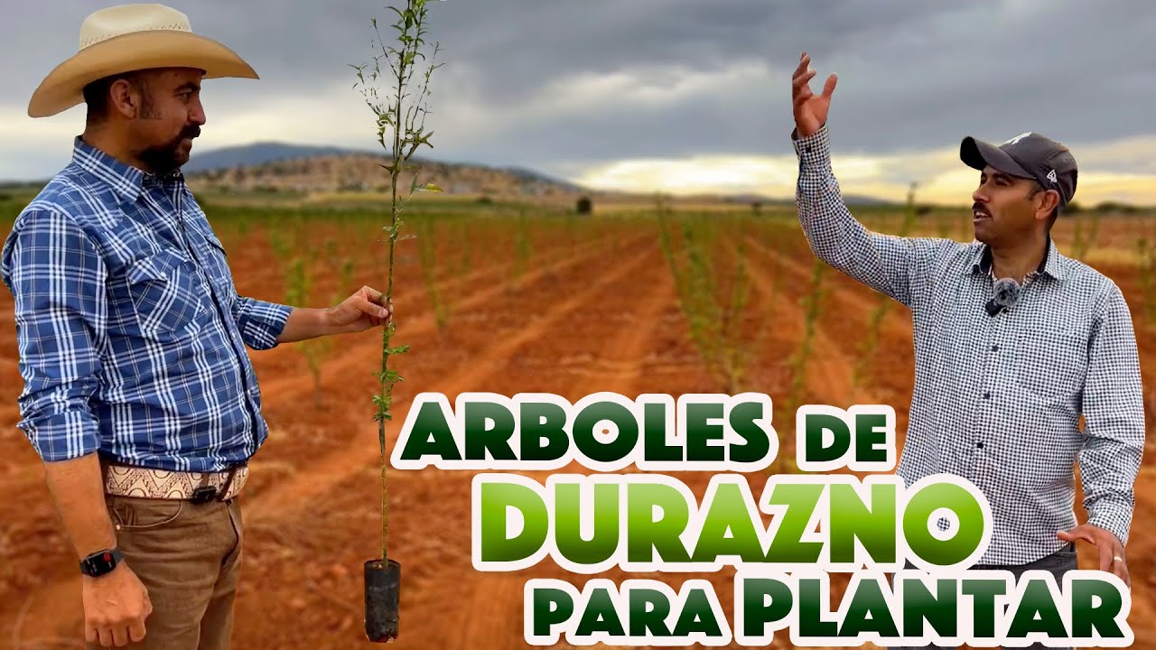 Así se producen los ARBOLITOS DE DURAZNO en San José de Félix SOMBRERETE