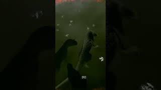 Allo vs Allo at the Delta.  #gtown526 #dinosaur #gaming #theisle #bigthings
