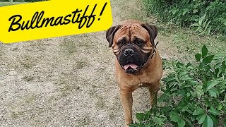 Bullmastiff