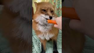 Adorable Fox Enjoys Fresh Carrot While Being Gently Hand-Fed