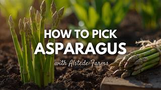 You're Picking Asparagus Wrong — Here's How a Farmer Does It
