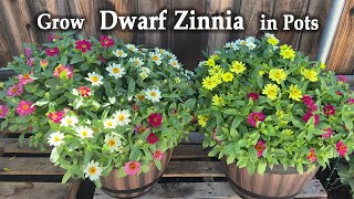 How to Grow Dwarf or Mini Zinnia in Pots from Seed 🌼🌻