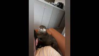 Otter Melonpan~Daddy you are so boring sometimes😁🦦🥰|Cute Otter #ytshorts #otternoise #ytviral