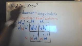 Punnett Squares 101