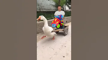 البطة البطة البطة Duck Duck 