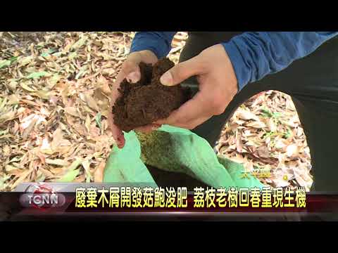 大台中新聞 廢棄木屑開發菇鮑浚肥 荔枝老樹回春