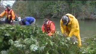 How Christmas trees can help B.C.'s salmon habitat thrive
