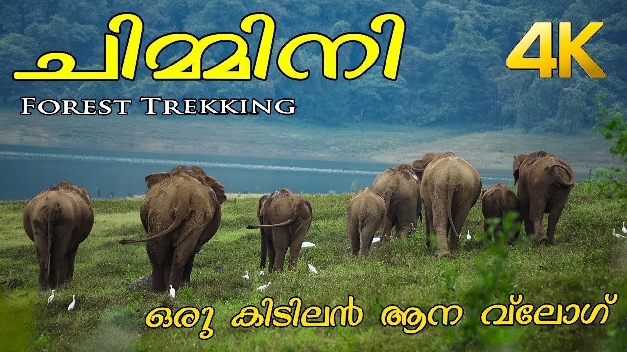 ഒരു കിടിലൻ ആന വ്ലോഗ്!!! Chimmony Forest Trekking!!! 4K