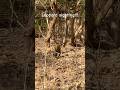#jungle #forest #safari