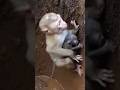 Monkey tries to save kitten 🐒🐱원숭이, 새끼 고양이를 구하려다サルが子猫を救おうとする