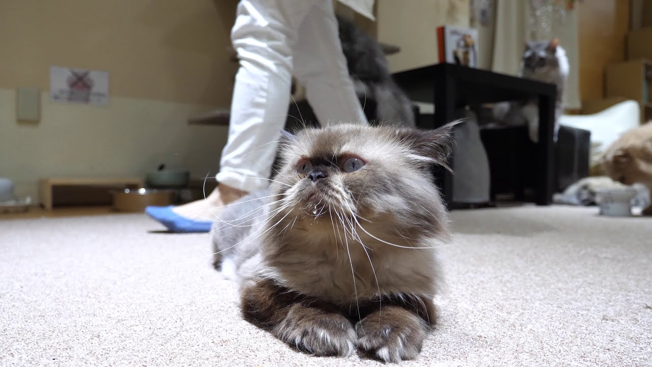 かわいいサマーカットのヒマラヤンを撫でたよ 4k60p 猫カフェねこjalala 動物がかわいいyoutube動画はここだ