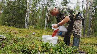 Сентябрь. Лось не нужен.Сбор ягоды. Живу в избе становой.Рыбалка на таёжной речке.