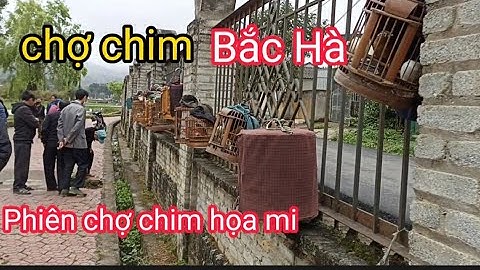 chợ Chim Bắc Hà, Phiên Họa Mi, chợ vùng cao tây bắc, chơi chim họa mi
