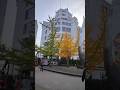 #eindhoven#autumn🍁🍂#fallmoments #visiteindhoven#shortvideo #shorts #plasesubscribe