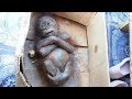 Baby Orangutan Found In The Cardboard Box Is Barely Recognizable Now