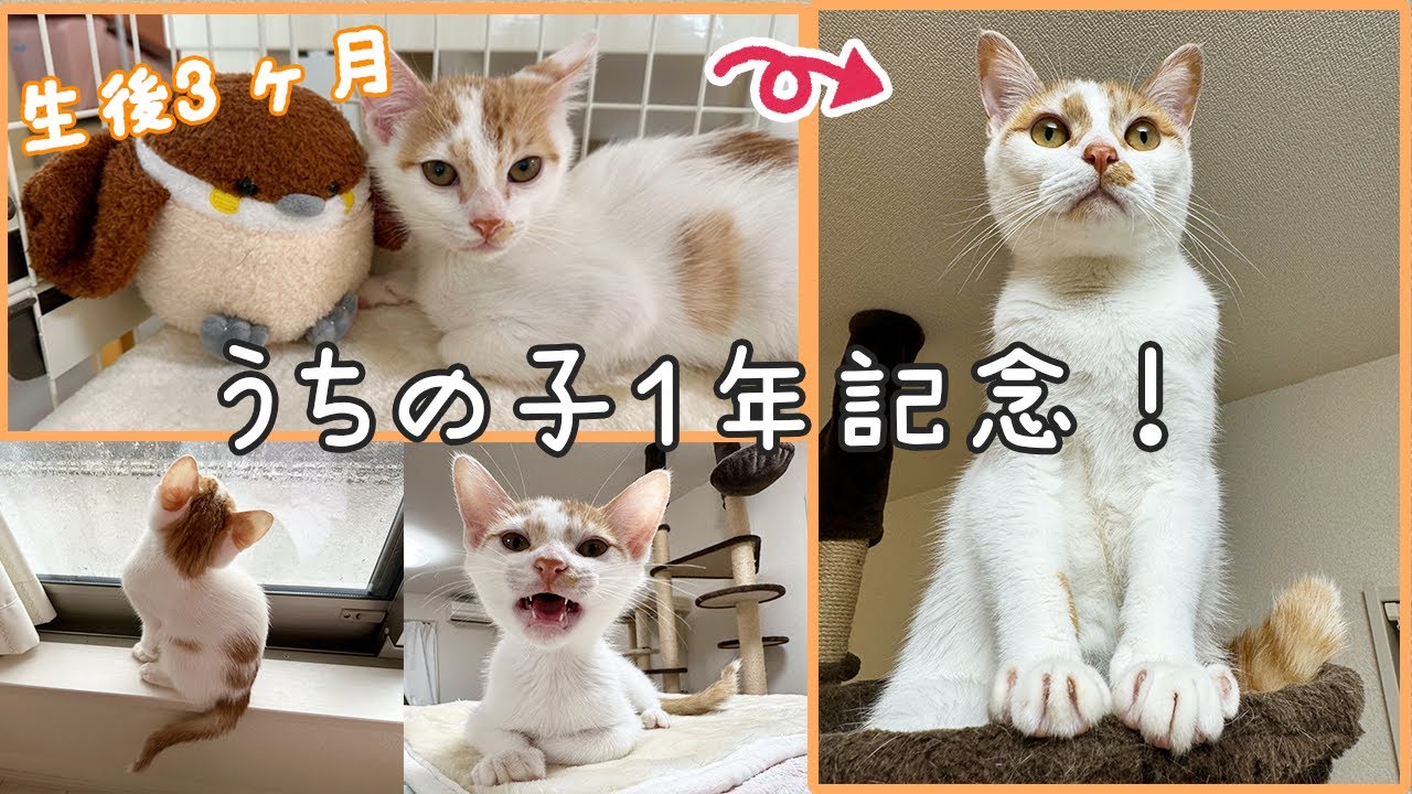 【うちの子1年記念】トロが家に来てからの成長を振り返ります！