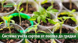 Как вырастить много сортов томатов и ничего не перепутать? Система учёта сортов от посева до грядки