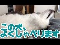 お喋りシベリアンハスキーの動画まとめ