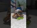 #today's food is coriander leaves ☘️.but she has no mood to eat 🐢.#animal #shortsfeed #cute #viral