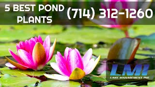 Pond & Fountain Plant Supply Orange County CA | Beautify Your Pond, Fountain, & Lake w. Pond Plants