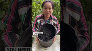 How to grow Pineapples from tops! 🍍#pineapple #shorts